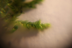 Bryophyta
