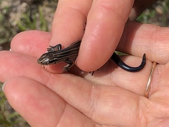 Plestiodon septentrionalis