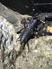 Mastigoproctus tohono