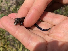 Plestiodon septentrionalis