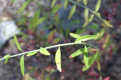 Campanula prenanthoides