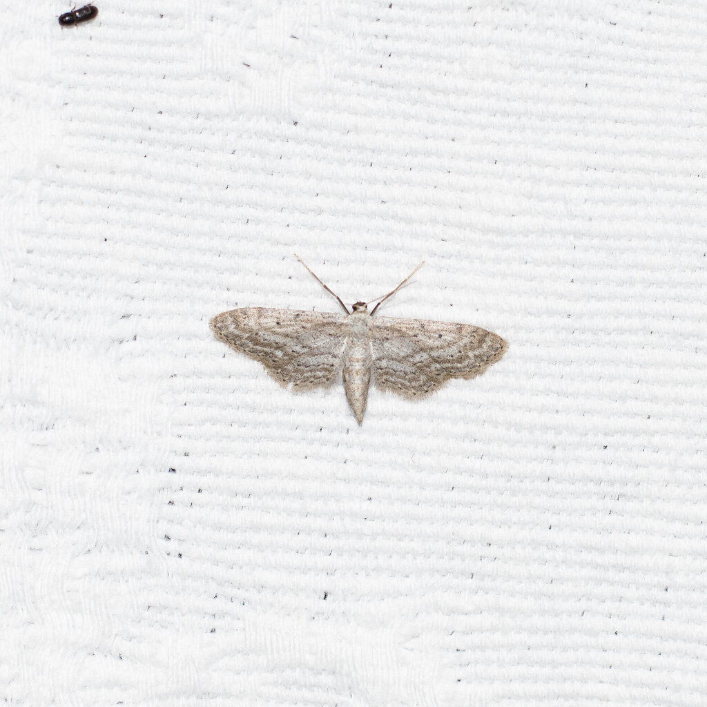 Idaea longaria