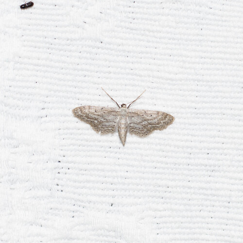 Idaea longaria