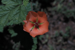 Sphaeralcea miniata