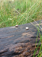 Oreohelix
