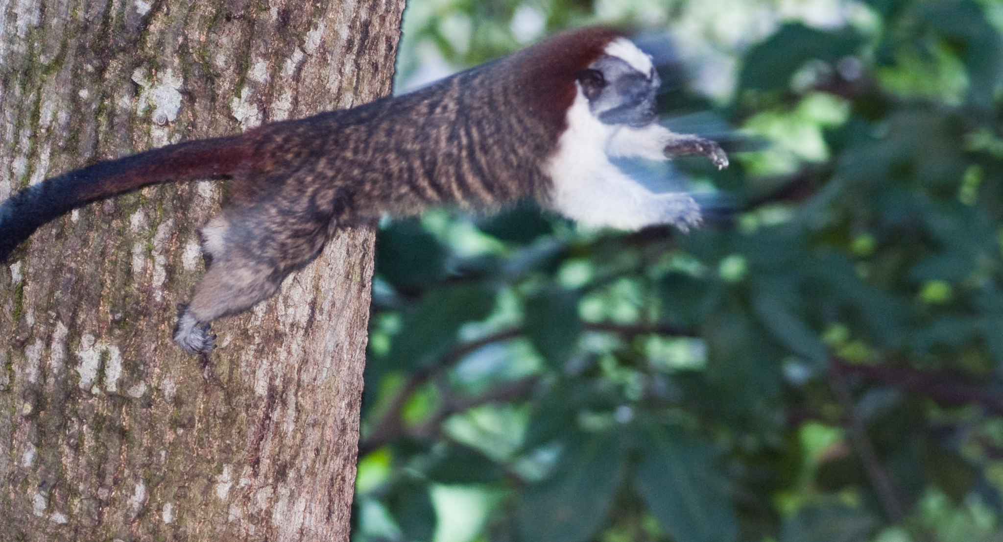 Geoffroy's tamarin - Wikipedia