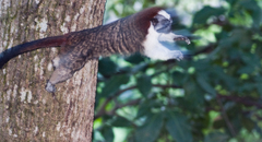 Geoffroy's Tamarin photo 3