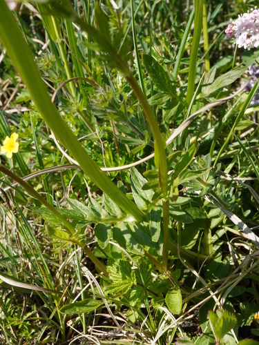 Image of Valeriana dioica by (c) Patrick Hacker, some rights reserved (CC BY)