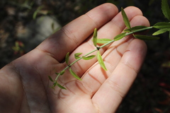 Campanula prenanthoides