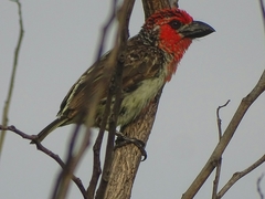 Lybius vieilloti