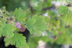 Ribes roezlii