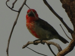 Lybius vieilloti
