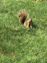 Sciurus niger rufiventer