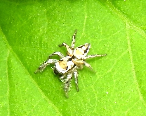 Aztec Paradise Spider