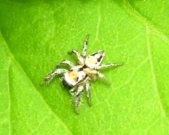 Habronattus aztecanus