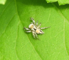 Habronattus aztecanus