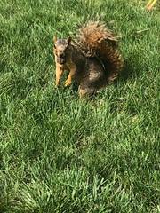 Sciurus niger rufiventer