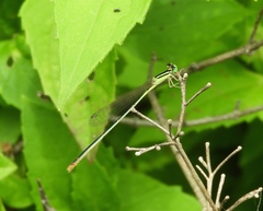 Leptobasis