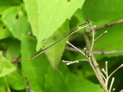 Leptobasis