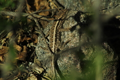 Liolaemus chacoensis