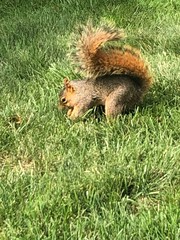 Sciurus niger rufiventer