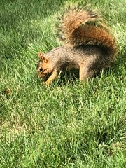 Sciurus niger rufiventer