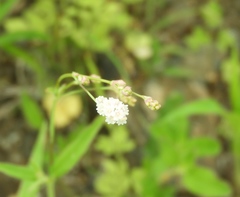 Boerhavia xantii