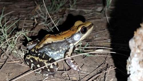 Hylarana bahuvistara