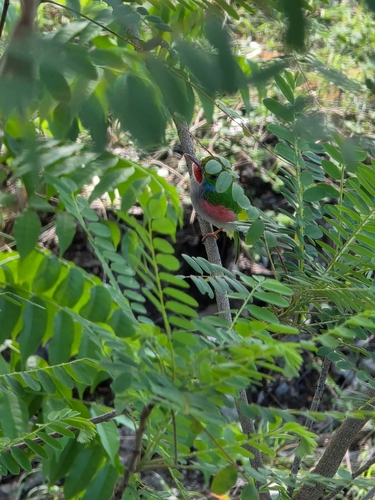 Cuban Tody