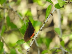 Biblis
