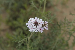 Glandularia parodii