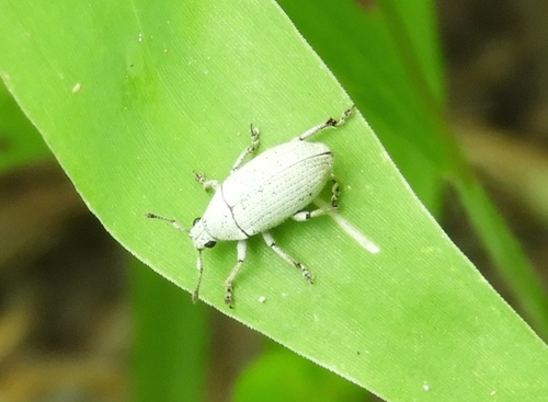Megalostylus albicans