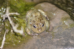 American Ground Frog photo 3