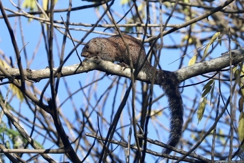 Mutable Sun Squirrel