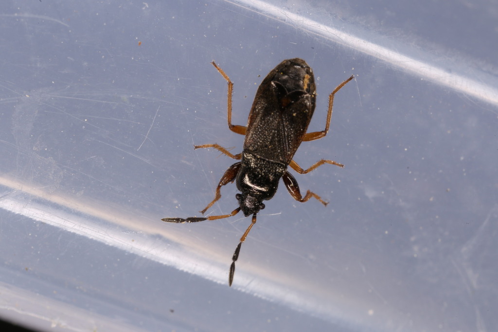 Megalonotus antennatus