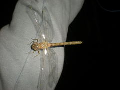 Rhionaeschna pallipes