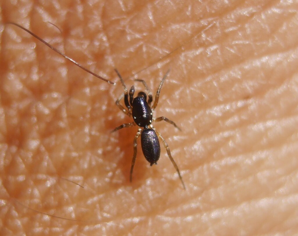 Micaria guttulata