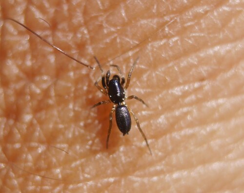 Micaria guttulata
