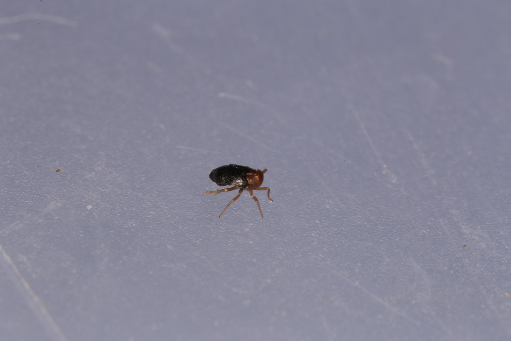 Eurysula lurida