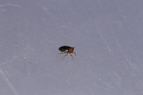 Eurysula lurida