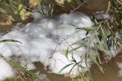 Pleurodema nebulosum