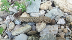 Proserpinus proserpina