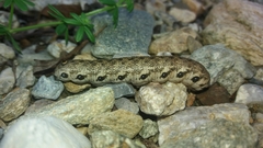 Proserpinus proserpina