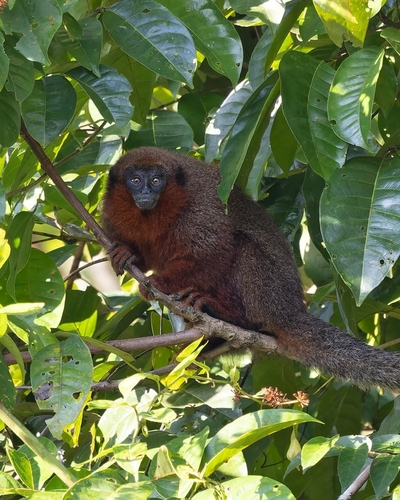 Coppery Titi