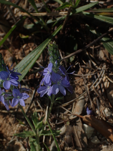 Image of Veronica orsiniana by (c) Julien Renoult, some rights reserved (CC BY)