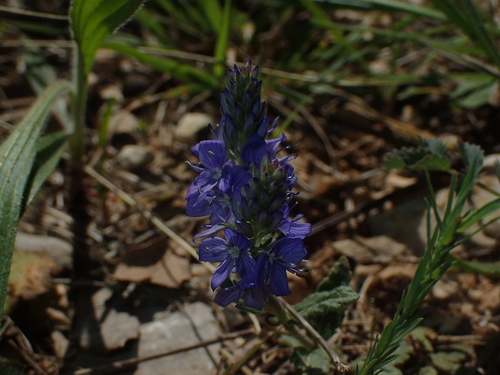 Image of Veronica orsiniana by (c) Julien Renoult, some rights reserved (CC BY)