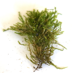 Bryophyta