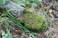 Bryophyta