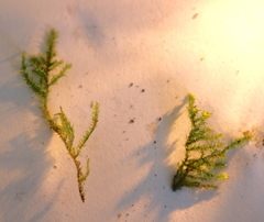 Bryophyta