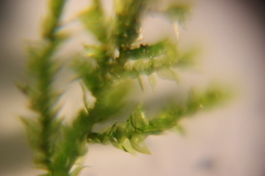 Bryophyta